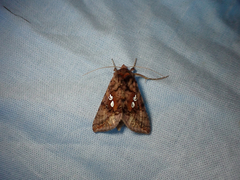 Autographa bimaculata