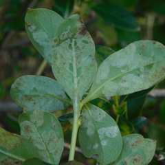 Phyllocoptes coprosmae