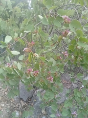 Bauhinia macranthera