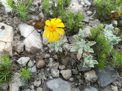 Thymophylla micropoides