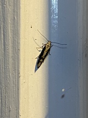 Coleotechnites florae