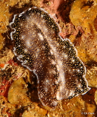 Acanthozoon
