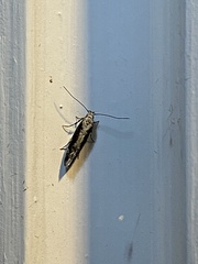 Coleotechnites florae