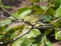 Orthetrum sabina