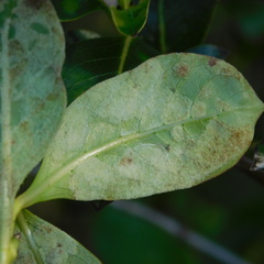 Phyllocoptes coprosmae