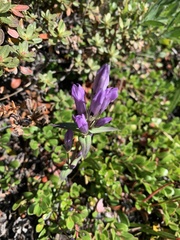 Gentianella propinqua