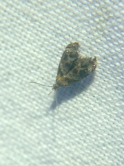 Tebenna gnaphaliella