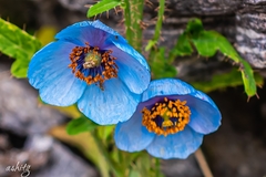 Meconopsis betonicifolia