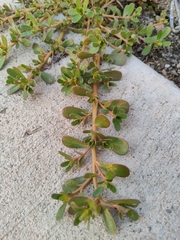 Portulaca oleracea