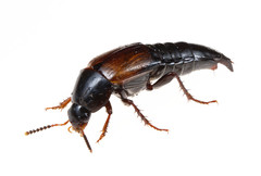 Tachinus fimbriatus