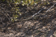 Aspidoscelis tesselatus