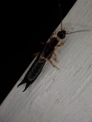 Euborellia cincticollis