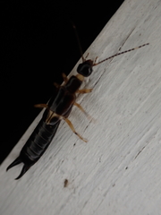 Euborellia cincticollis