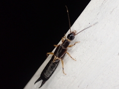 Euborellia cincticollis