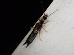 Euborellia cincticollis