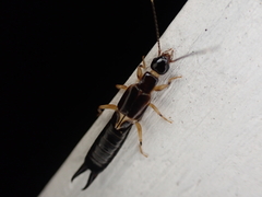 Euborellia cincticollis