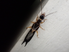 Euborellia cincticollis