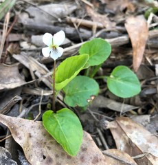 Viola primulifolia