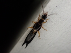 Euborellia cincticollis