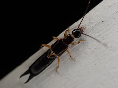 Euborellia cincticollis