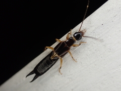 Euborellia cincticollis