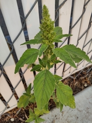 Amaranthus retroflexus