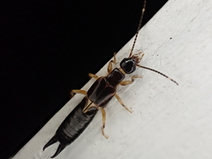 Euborellia cincticollis