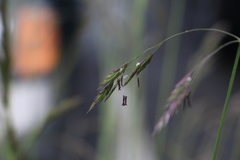 Festuca californica