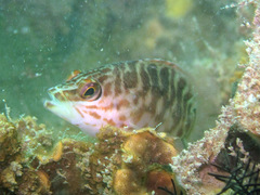 Hypoplectrodes jamesoni