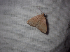 Zanclognatha protumnusalis