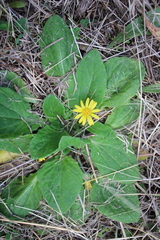 Cymbonotus lawsonianus