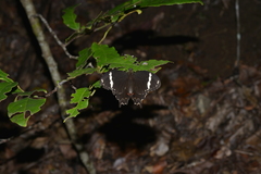 Papilio amynthor