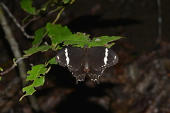 Papilio amynthor