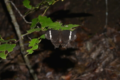 Papilio amynthor