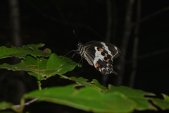 Papilio amynthor