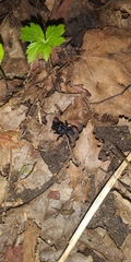 Sphodros niger
