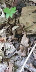 Sphodros niger