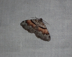 Xanthorhoe packardata