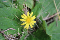 Cymbonotus lawsonianus