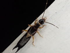 Euborellia cincticollis