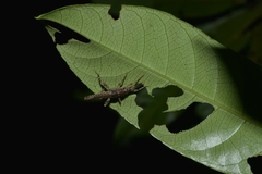 Canachus