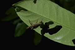 Canachus