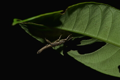 Canachus