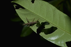 Canachus