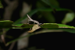 Canachus