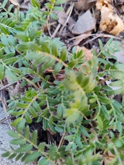 Tribulus terrestris