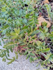 Tribulus terrestris