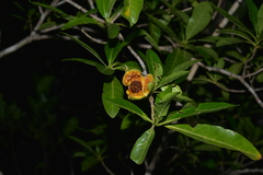 Gardenia urvillei