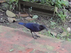 Myophonus horsfieldii