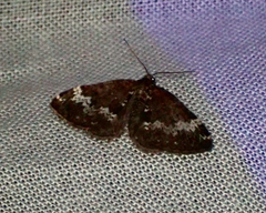 Perizoma alchemillata